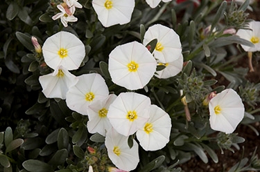 plant-finder